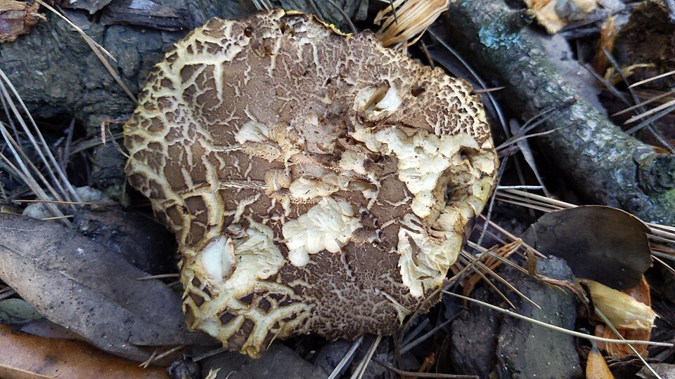 Xerocomus subtomentosus 147961270.jpg