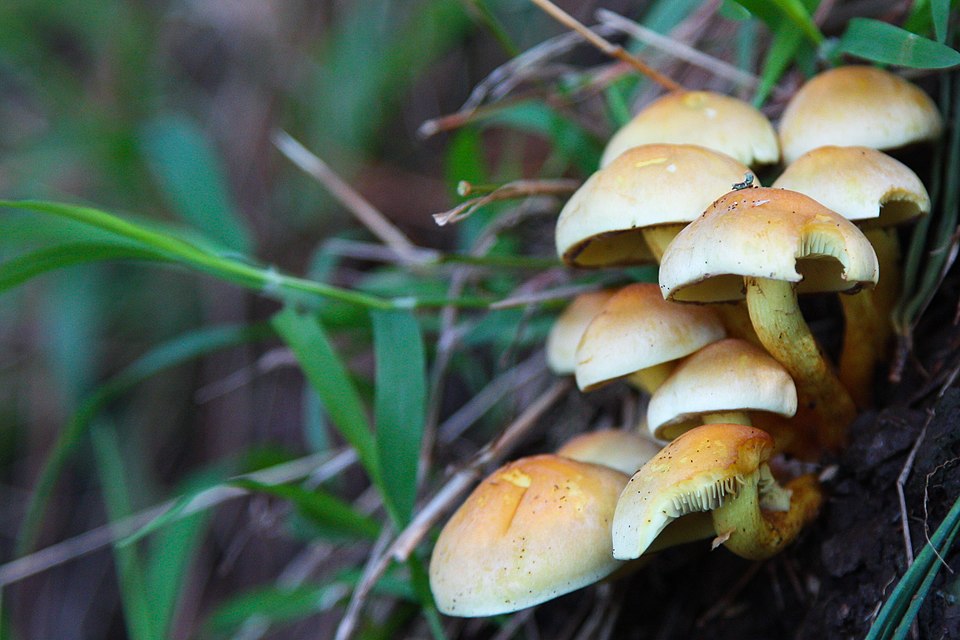 Mushrooms - Flickr - Joe Parks.jpg