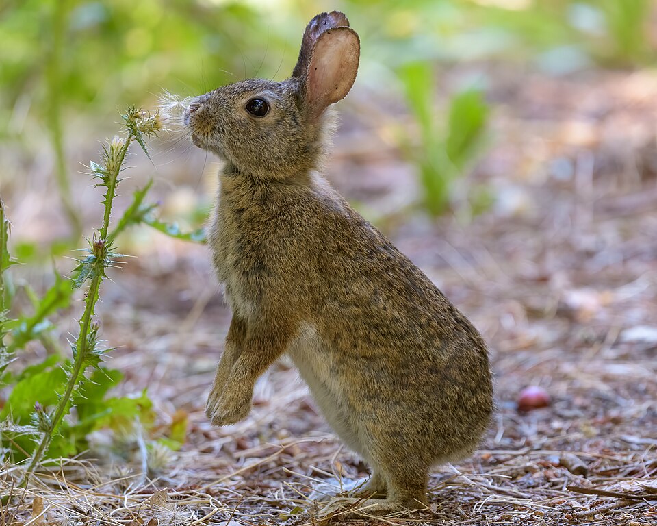 Rabbit checking out a Thistle - Flickr - Becky Matsubara.jpg